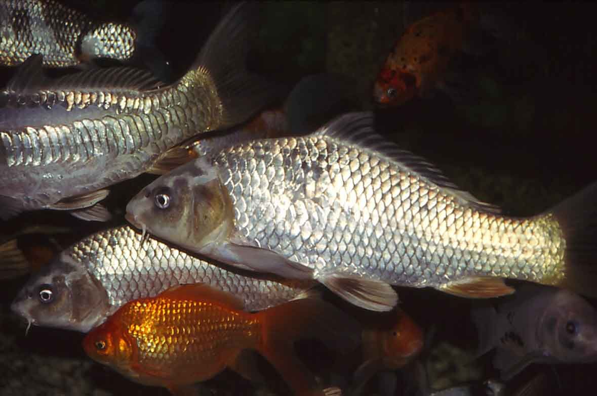 Herd Immunity Could Scarper Carp Control Program